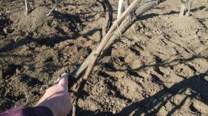 Можно ли на один куст винограда привить несколько сортов?