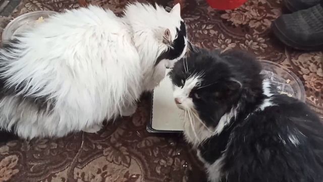 Дачные коты #35. Куньи атакуют смотреть онлайн