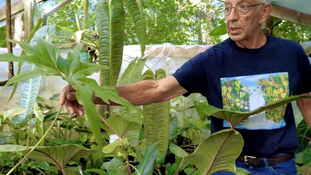 What is a Phytomaniac? Lida's Jungle Introduces "Jungle Barry" смотреть онлайн