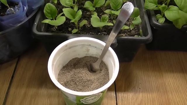 ОБРАБОТАЙТЕ ЭТИМ РАССАДУ!И ПОЧВЕННАЯ МУХА ИСЧЕЗНЕТ! смотреть онлайн