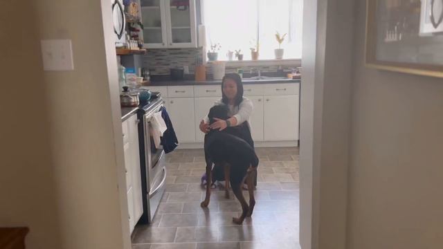 Spending a day with Rottweiler Doberman-Denver смотреть онлайн