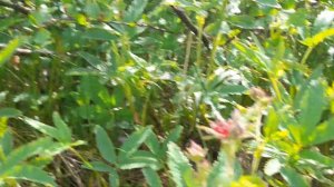 Пора собирать сабельник болотный (дикоп).