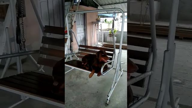 Aggressive Doberman Swinging смотреть онлайн
