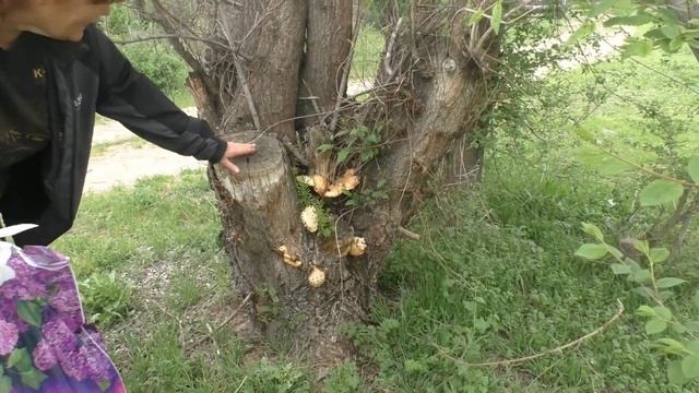 Апрельские грибы, апрельские предгорья... смотреть онлайн