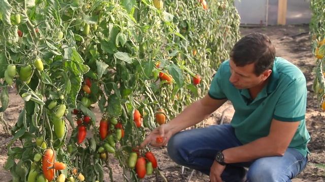 ЛУЧШИЕ ТОМАТЫ ДЛЯ ЗАСОЛКИ И БОГАТОГО УРОЖАЯ смотреть онлайн