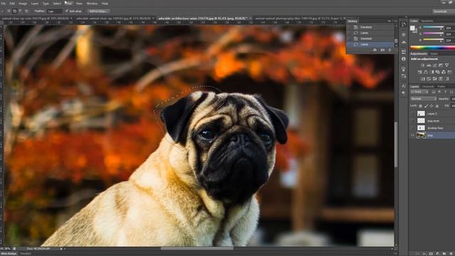 Pug + donkey = pugkey. The making of a Photoshopped hybrid animal смотреть онлайн