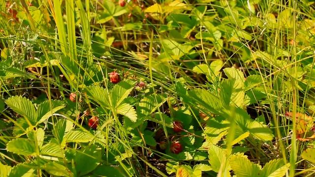 Июльское утро в полое/ Стрекотание кузнечиков/ Пение полевых птиц/ Иван чай/ Полевая клубника смотреть онлайн