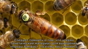 Пчелы Бакфаст