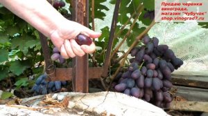 Виноград Алвика - приз симпатий за ее крупную ягоду и хороший вкус