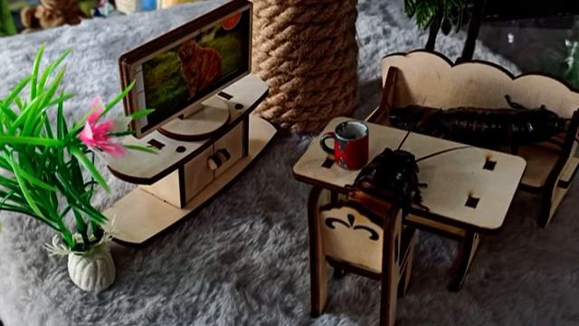 Зарисовки из жизни мадагаскарских тараканов :-) смотреть онлайн