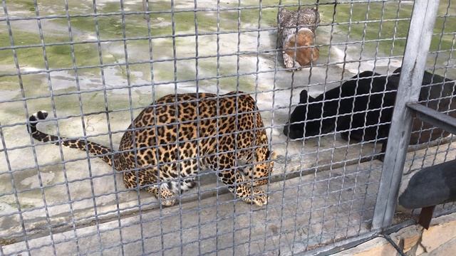 Леопардесса Дездемона не стала делиться с Отелло! Тайган Desdemona did not share with Othello!Taiga смотреть онлайн