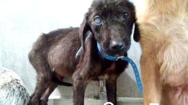 Два щенка впервые встретились перед усыплением. То, что они сделали, растопило сердца людей❗ смотреть онлайн