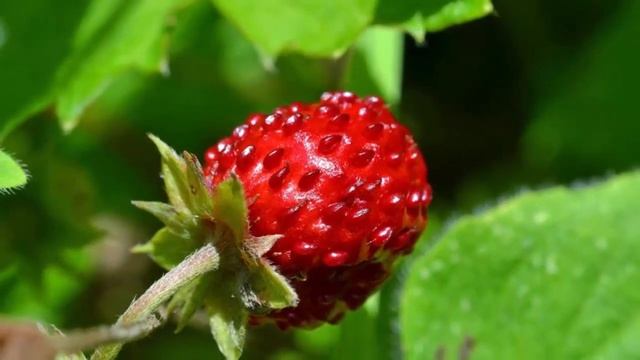 ЗЕМЛЯНИКА. Польза и Вред ягод и листьев Земляники. смотреть онлайн