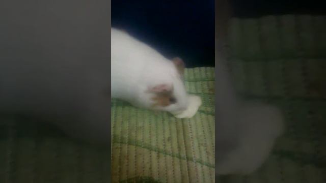 Люблю тебя Ромашка!!=) смотреть онлайн