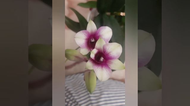 Dendrobium Sa-nook "Polar Fire" смотреть онлайн