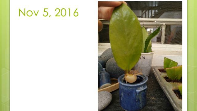 ZZ Plant - Water Propagation Experiment смотреть онлайн