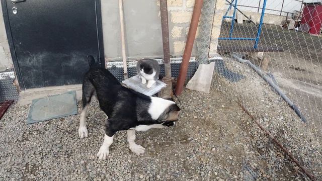 Алабай и Кот смотреть онлайн