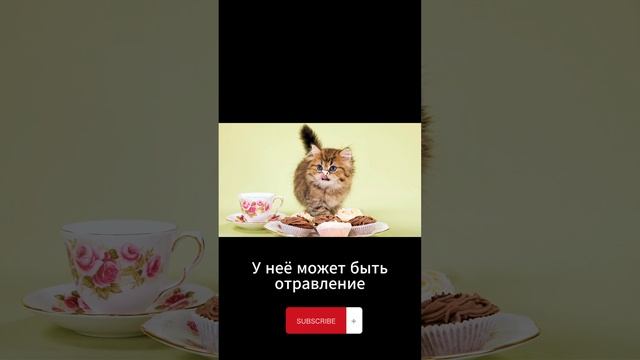 Можно ли кошкам сладкое