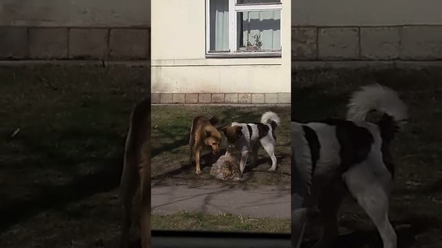 Разрыв маленькой собачки смотреть онлайн