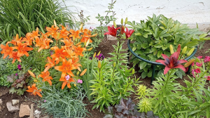 Сибирь. Село Туим, Хакасия. В гостях у подружки! Обзор цветочного сада!