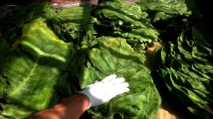 Выжелчивание- томление табачного листа в домашних условиях.