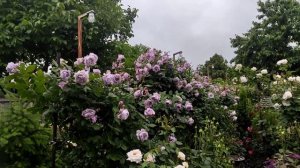 Роза Новалис (Novalis). Роза Артемис (Artemis)