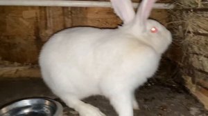 Кролики Белый великан, Развязываем первый раз