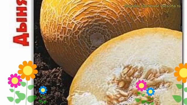 Дыня Герда F1. Краткий обзор, описание характеристик, где купить семена cucumis melo Gerda F1 смотреть онлайн