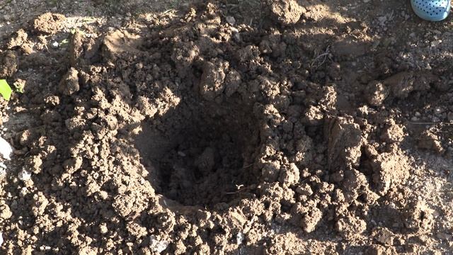 мотобур, капельная лента, осенняя высадка роз, питомник роз полины козловой, rozarium.biz смотреть онлайн