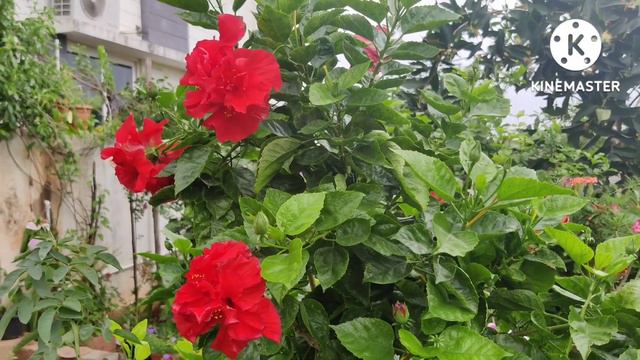 #gardening #Homegarden #Hibiscus #flowers Multi layered red Hibiscus #ornamentalplants смотреть онлайн