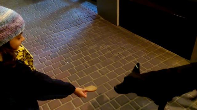 "Голодные" собаки Бердянска смотреть онлайн