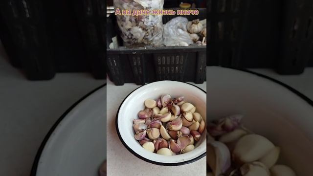 ОЗИМЫЙ ЧЕСНОК весной через рассаду. смотреть онлайн