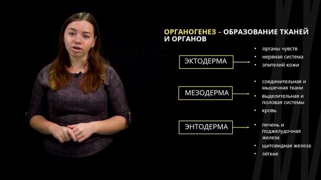 Онтогенез. Прямое и непрямое развитие | Биология смотреть онлайн