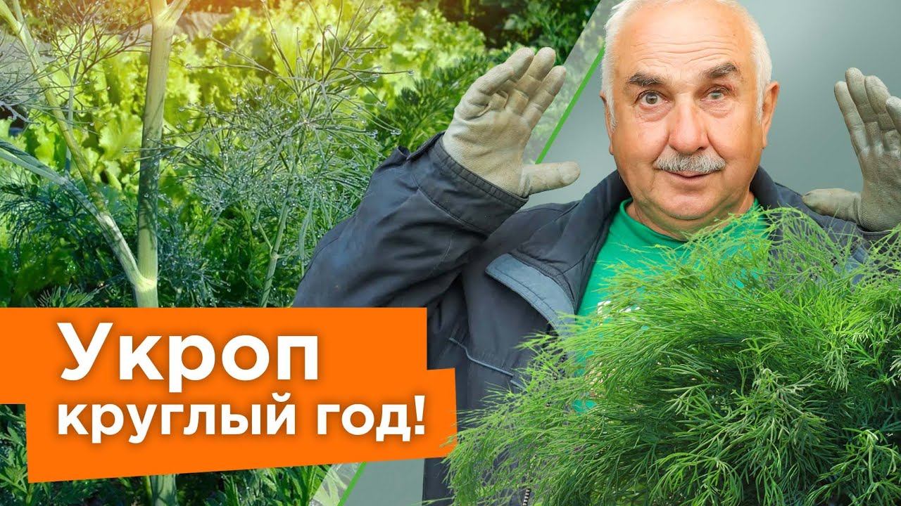 УКРОП ВЗОЙДЕТ ЩЕТКОЙ! Посейте так укроп, и быстрые всходы гарантированы! смотреть онлайн