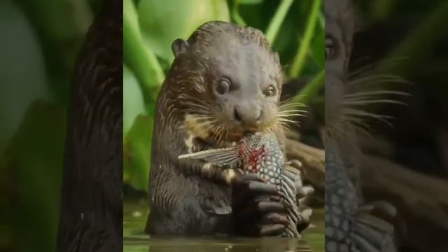 Гигантская выдра лакомится добычей. #anlmal смотреть онлайн