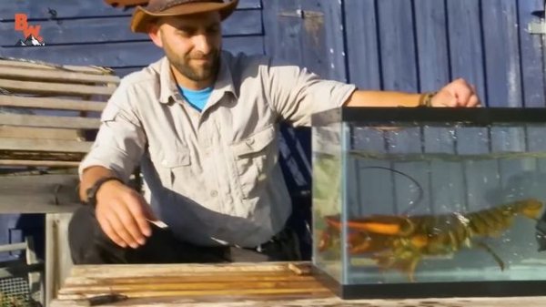 СХВАЧЕН АМЕРИКАНСКИМ ОМАРОМ - НЕВЕРОЯТНАЯ БОЛЬ