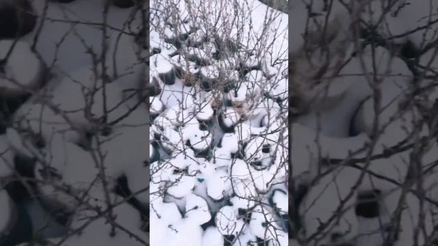 Контейнерная площадка с саженцами. смотреть онлайн