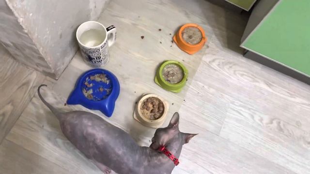 Корм, еда, лучшее питание для сфинкса смотреть онлайн