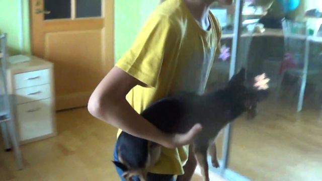 влог моя собака. смотреть онлайн
