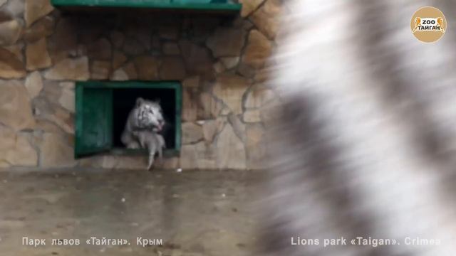 Малыши бенгальские тигры. Тайган. Крым | Cubs bengal tigers смотреть онлайн