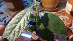 что такое МУШМУЛА? как вырастить из косточки. Мой кустик дома=)