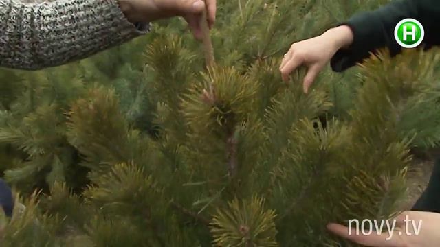 Как выбрать новогоднюю красавицу, чтобы она не «облысела» ! (24 12 2015) смотреть онлайн