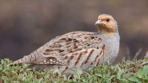 $$$!!! CУПЕР НОВЫЙ БИЗНЕС!!! КУРОПАТКИ КАК БИЗНЕС ИДЕЯ!!!