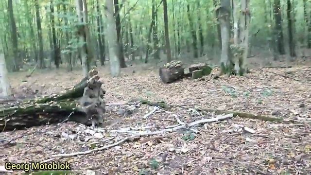 Де можна збирати дрова Розвідка до лісу смотреть онлайн