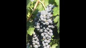 ВИНОГРАД МЕРЛО