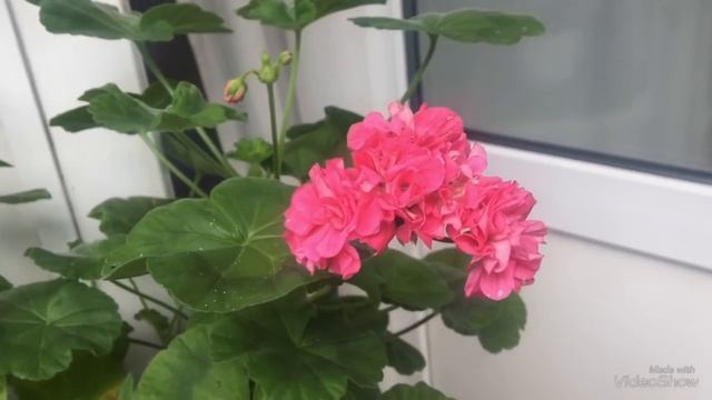 Цветущие сортовые пеларгонии + покупки, мои новинки. Pelargoniums смотреть онлайн