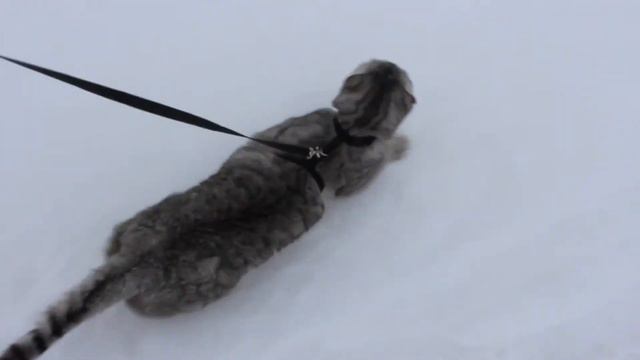 ДОМАШНИЙ КОТ НА ПРОГУЛКЕ?! смотреть онлайн