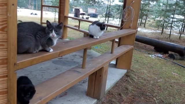 Утка на гриле (рецепт для угольного гриля) смотреть онлайн