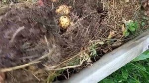 Картофель под сеном через два месяца после посадки. Сажаю мелкий картофель, начинаю подкапывать.