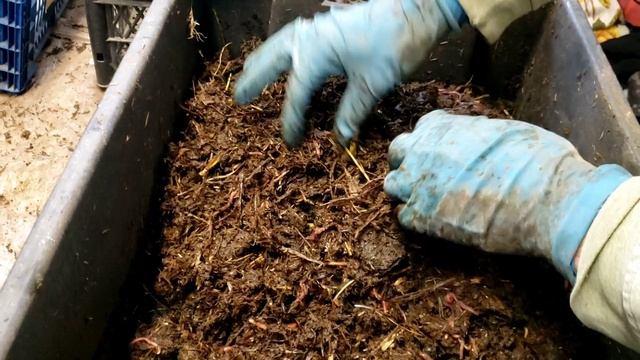 Фасовка червя смотреть онлайн